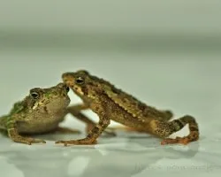 sapitos 