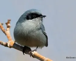Polioptila dumicola