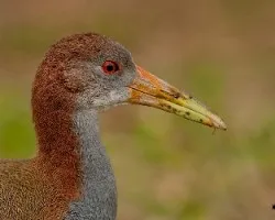 Aramides ypecaha
