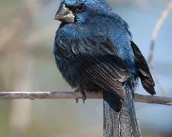 Cyanocompsa brissonii