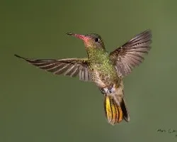 Hylocharis chrysura