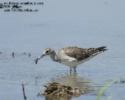 Tringa flavipes