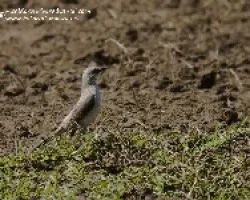 Mimus gilvus