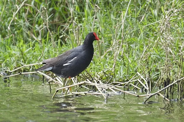 Gallinula chloropus