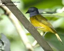 Eucometis penicillata