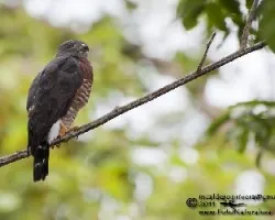 Harpagus bidentatus