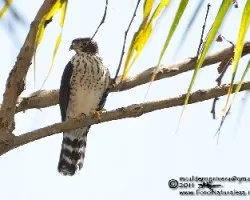 Harpagus bidentatus