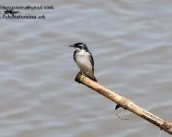 Pygochelidon cyanoleuca