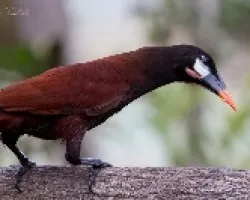 Psarocolius montezuma