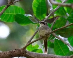 Aimophila ruficauda