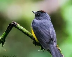 Myioborus miniatus