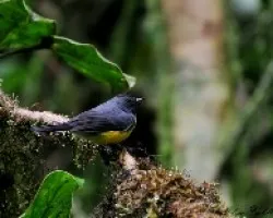 Myioborus miniatus