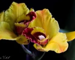 BLC. Chang Asian Gold