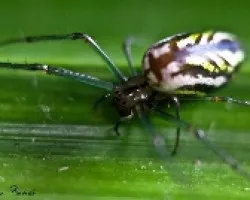 Araña 02