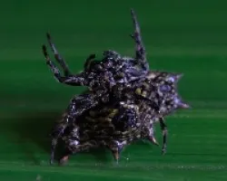 Araña 03