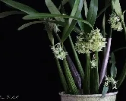 Orquídea 08