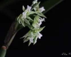 Orquídea 09