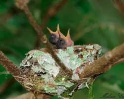 Amazillia saucerrottei