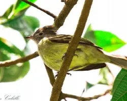 Elaenia flavogaster