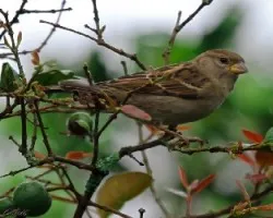 Passer domesticus