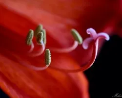 Lirio, rojo 01