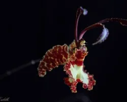Psychopsis krameriana 01