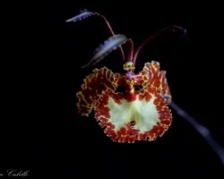 Psychopsis krameriana 02