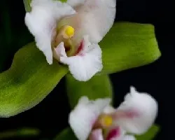 Lycaste sp.