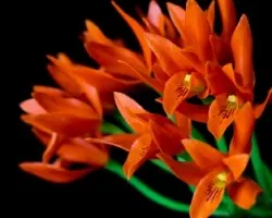 Cattleya aurantiaca