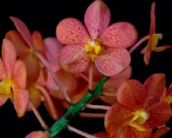 Vanda Golden Dawn