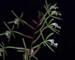 Epidendrum sp
