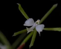 Epidendrum sp