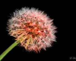 Taraxacum officinale 01