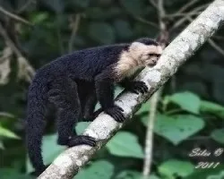 Cebus capucinus