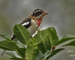 Pheucticus ludovicianus