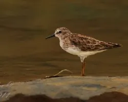 Calidris minuta