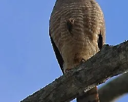 Buteo magnirostris