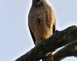 Buteo magnirostris