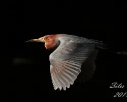 Egretta rufescens