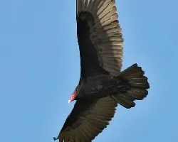 Cathartes aura