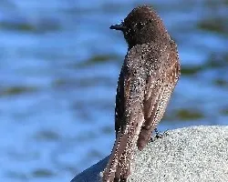 Sayornis nigricans