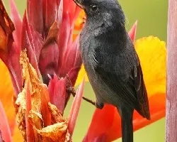 Diglossa plumbea