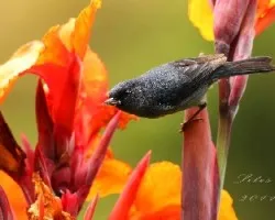 Diglossa plumbea