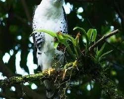 Spizaetus ornatus