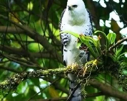 Spizaetus ornatus