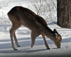 Venado