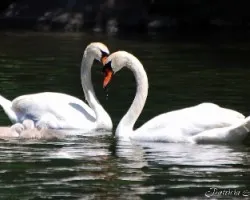 Familia de Cisnes
