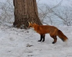Zorro