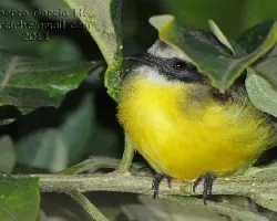 Myiozetetes similis