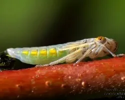 Cicálida